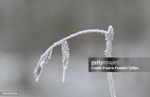close-up of frozen plant - årstid stock-fotos und bilder