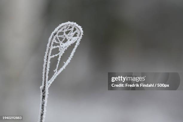 close-up of frozen plant - årstid stock-fotos und bilder