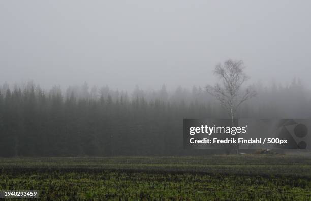 trees on field against sky during foggy weather - landskap fotografías e imágenes de stock