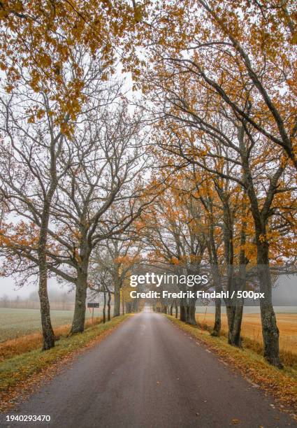 empty road along trees during autumn - landskap fotografías e imágenes de stock