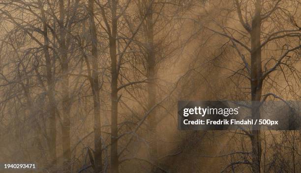 low angle view of bare trees in forest - landskap stock-fotos und bilder