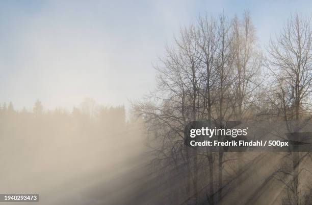 trees in forest against sky during winter - landskap fotografías e imágenes de stock
