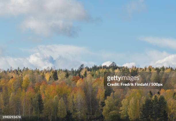 trees in forest against sky during autumn - årstid - fotografias e filmes do acervo