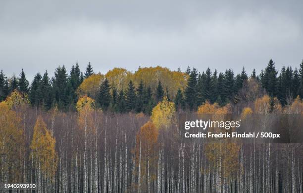 trees in forest against sky during autumn - landskap fotografías e imágenes de stock