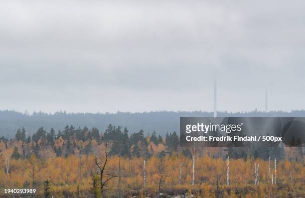 scenic view of forest against sky during autumn - årstid stock pictures, royalty-free photos & images