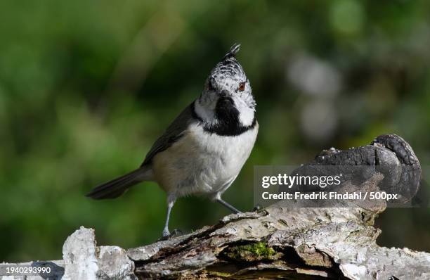 close-up of songtitmouse perching on tree - djur stockfoto's en -beelden