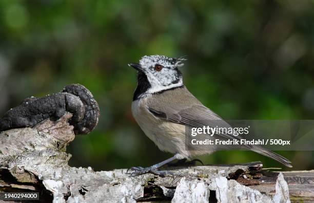 close-up of songcrested tit perching on wood - djur stockfoto's en -beelden