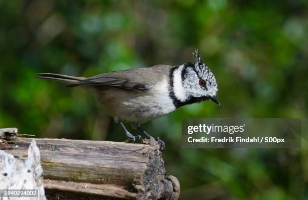 close-up of crested tit perching on wood - djur - fotografias e filmes do acervo