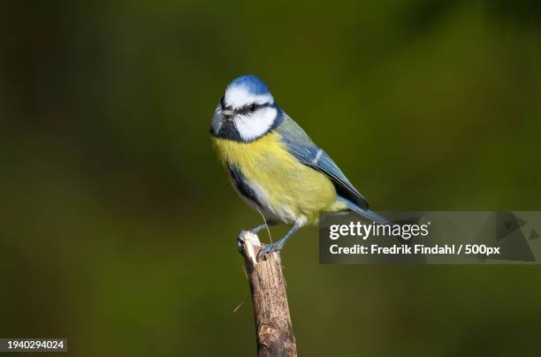 close-up of titmouse perching on branch - djur stock-fotos und bilder