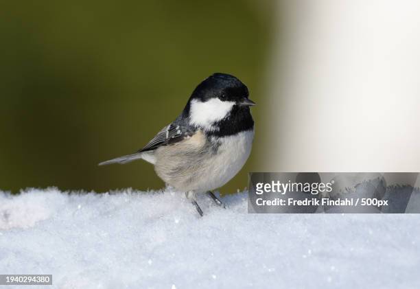 close-up of songtitmouse perching on snow - djur stockfoto's en -beelden