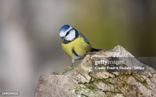 close-up of bluetit perching on rock - djur - fotografias e filmes do acervo