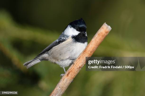 close-up of songtitmouse perching on branch - djur - fotografias e filmes do acervo