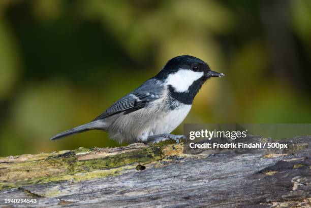 close-up of songtitmouse perching on wood - djur - fotografias e filmes do acervo