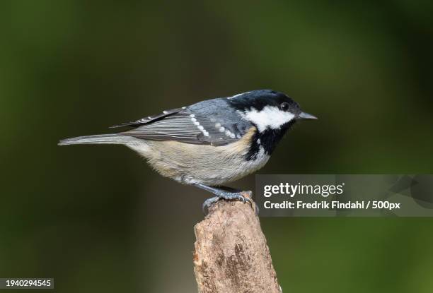 close-up of songtitmouse perching on wood - fågel photos et images de collection