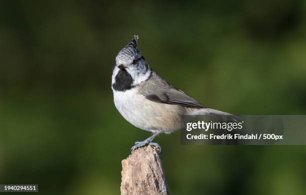 close-up of songtitmouse perching on wooden post - djur stock-fotos und bilder