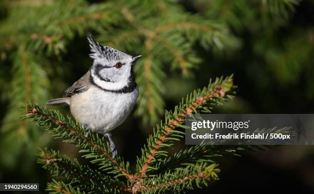 close-up of crested tit perching on tree - djur stock-fotos und bilder