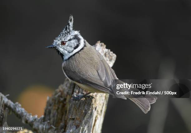 close-up of crested tit perching on wooden post - fågel photos et images de collection