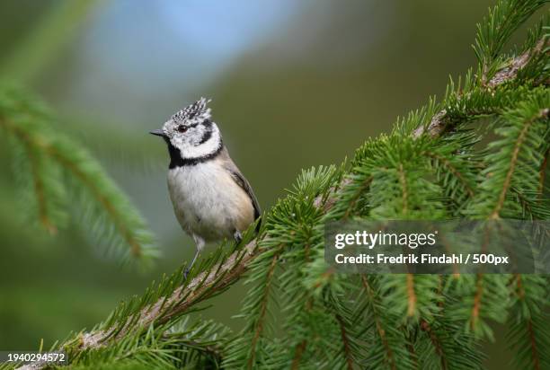 close-up of songcrested tit perching on tree - djur stock-fotos und bilder