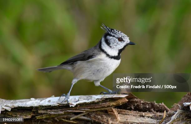 close-up of songcrested tit perching on branch - fågel photos et images de collection
