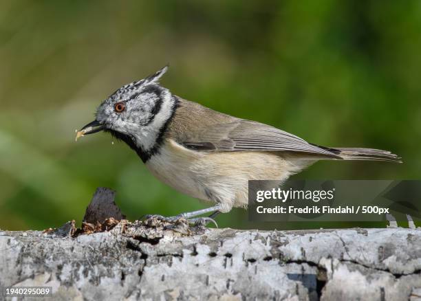 close-up of songtitmouse perching on wood - fågel photos et images de collection