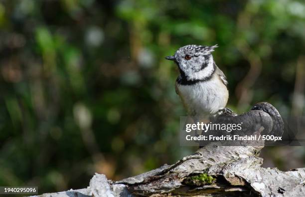 close-up of titmouse perching on tree - djur stock-fotos und bilder