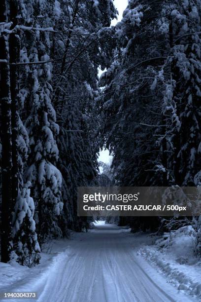 empty road amidst trees in forest during winter - azucar stock pictures, royalty-free photos & images