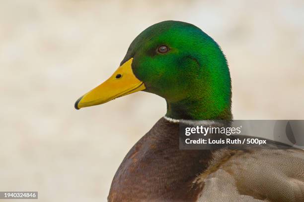 close-up of mallard duck,boise,idaho,united states,usa - ave aquática imagens e fotografias de stock
