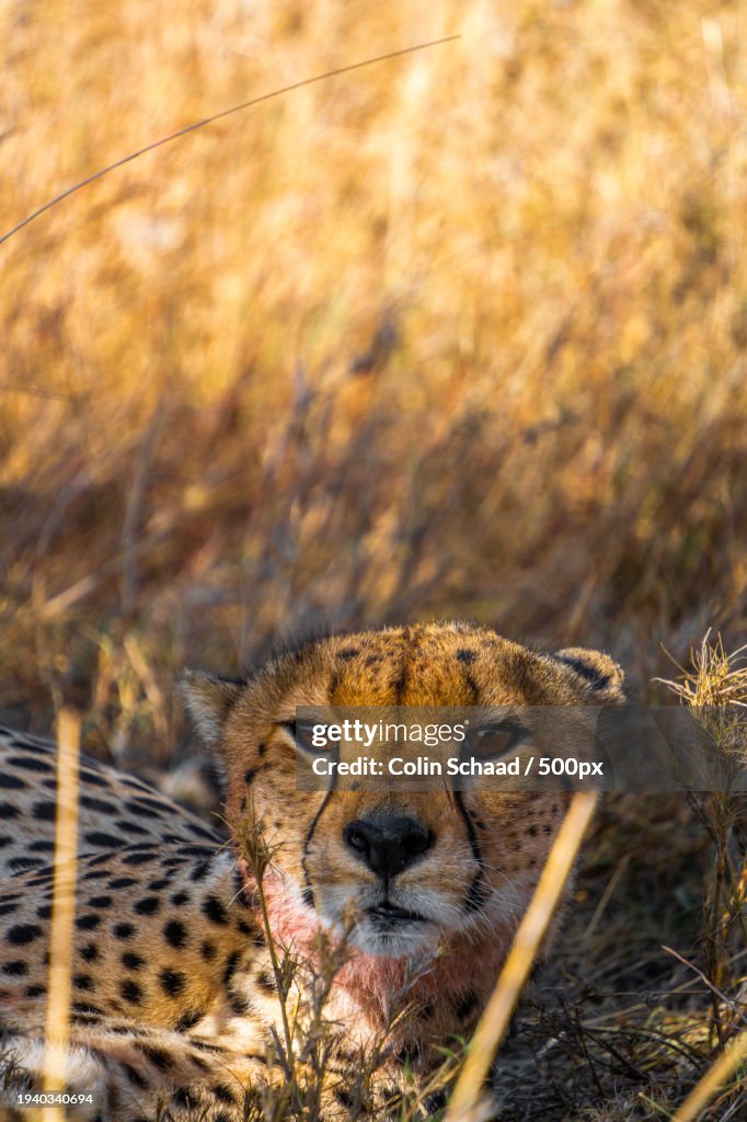 Portrait of african cheetah relaxing on field