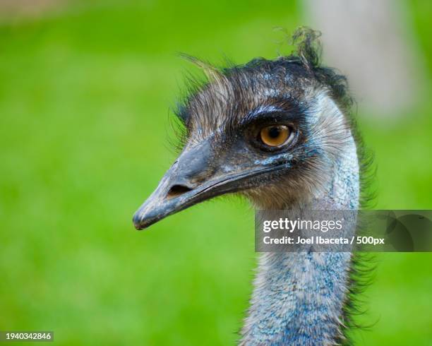 close-up of common rhea - emu farming stockfoto's en -beelden