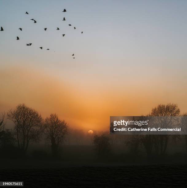 a foggy sunset scene with a flock of birds - vertical lines stock pictures, royalty-free photos & images