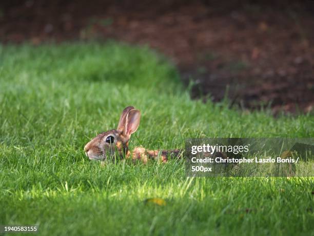 close-up of cottontail on grass,wellesley,massachusetts,united states,usa - cottontail stock pictures, royalty-free photos & images