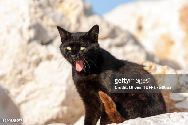 portrait of black cat - chat repos stock pictures, royalty-free photos & images