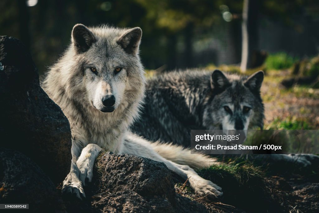 Close-up of gray wolf looking away,Yellowstone National Park,Wyoming,United States,USA