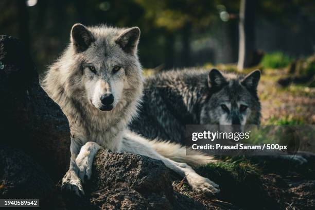close-up of gray wolf looking away,yellowstone national park,wyoming,united states,usa - cão selvagem imagens e fotografias de stock