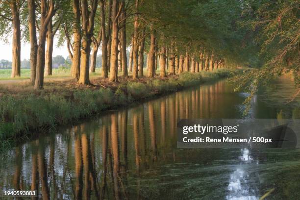 scenic view of lake in forest,netherlands - serene mensen ストックフォトと画像