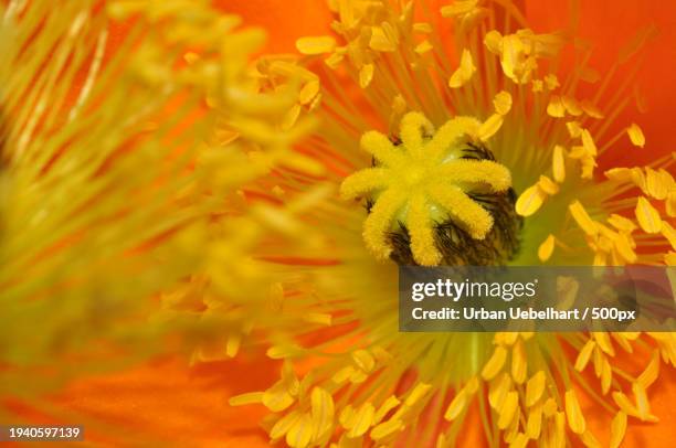 close-up of yellow flowering plant - staubblatt stock pictures, royalty-free photos & images