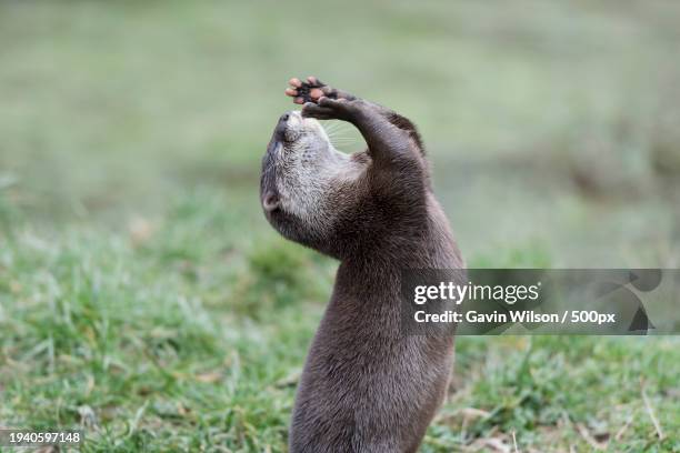 close-up of bird on field - european otter bildbanksfoton och bilder