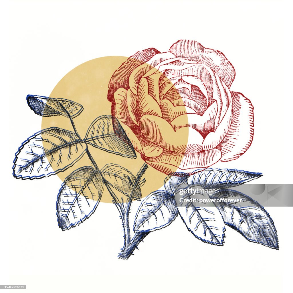 Risograph Sobreimpresión Estilo Flor de Rosa