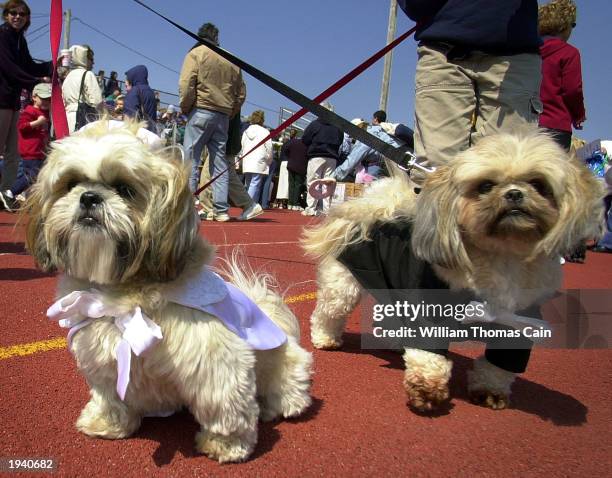 Shitzu dogs, Riley and Bushi, the bride and groom, prepare to participate in the Woofin' Paws Easter Pet Parade and Fashion Show April 19, 2003 in...