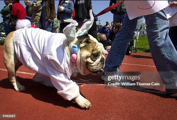 Butchy, an English Bulldog, wears a bunny suit as he participates in the Woofin' Paws Easter Pet Parade and Fashion Show April 19, 2003 in Ocean...