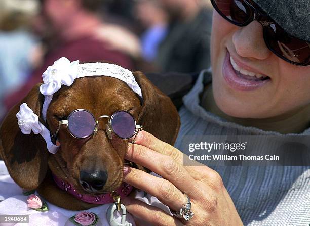 Princess Bella Cimino, a dachshund, has her sunglasses placed on her face by her owner Andrea Cimino, of Ocean City, New Jersey, while they attend...