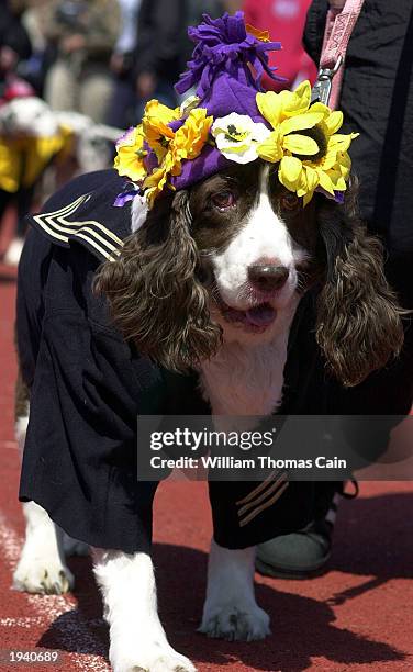 Maggie May, an English Springer Spaniel owned by Jesse Rose of Anchorage Point, New Jersey, participates in the Woofin' Paws Easter Pet Parade and...