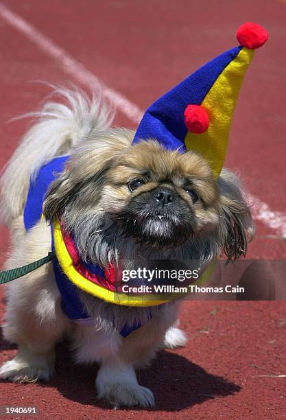 Small dog wears a clown hat while participating in the Woofin' Paws Easter Pet Parade and Fashion Show April 19, 2003 in Ocean City, New Jersey....