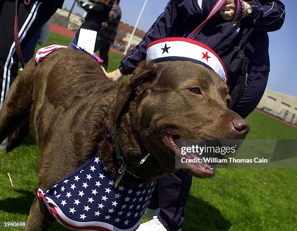 Hot Holly, of Mount Holly, New Jersey, wears a patriotic hat and collar as she participates in the Woofin' Paws Easter Pet Parade and Fashion Show...