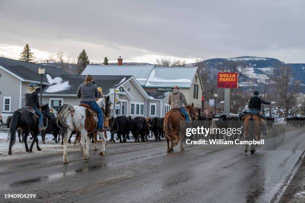 Cowboys and cowgirls from the Jesson Ranch drive cattle along downtown Park Street on their way back to their ranch from winter pasture on January...