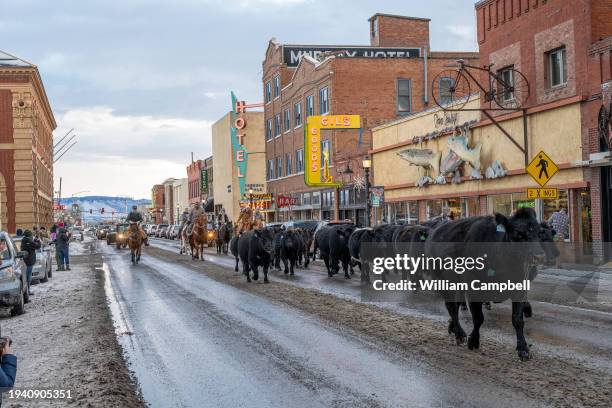 Cowboys and cowgirls from the Jesson Ranch drive cattle along downtown Park Street on their way back to their ranch from winter pasture on January...