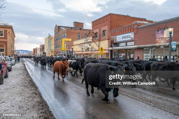 Cowboys and cowgirls from the Jesson Ranch drive cattle along downtown Park Street on their way back to their ranch from winter pasture on January...