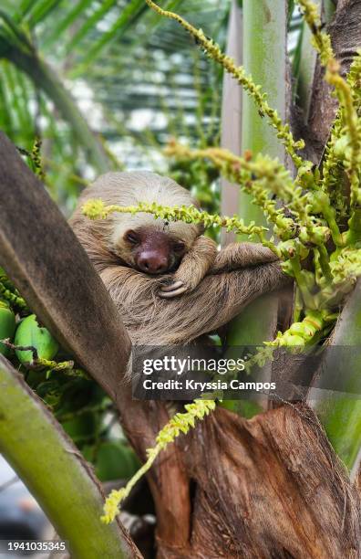 two-toed sloth (choloepus hoffmanni) the rainforest canopy - hoffmans two toed sloth stock pictures, royalty-free photos & images