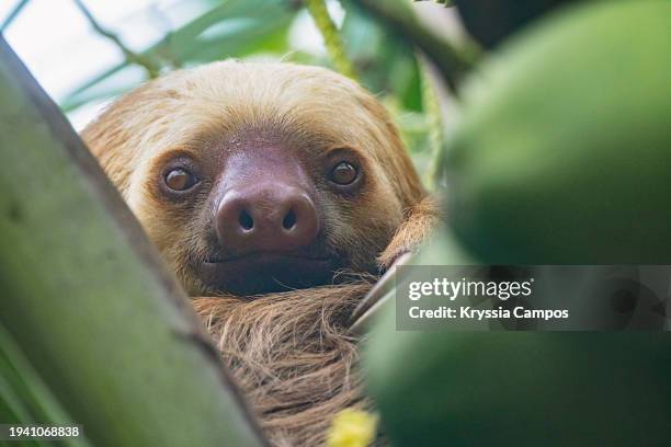 two-toed sloth (choloepus hoffmanni) the rainforest canopy - hoffmans two toed sloth stock-fotos und bilder