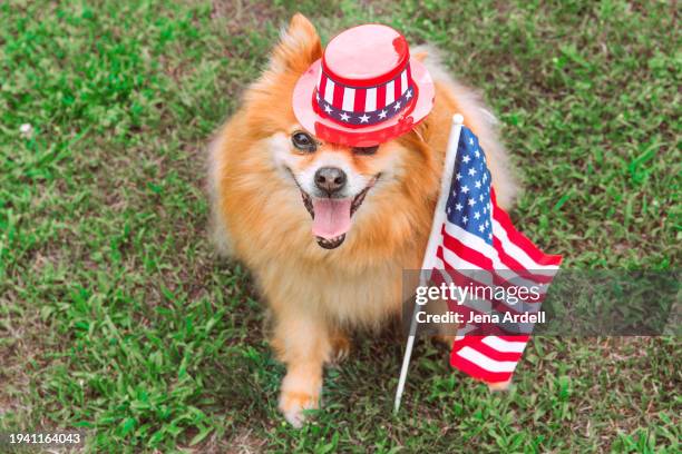 uncle sam, fourth of july 4th independence day, cute dog american flag - american flag small stock pictures, royalty-free photos & images